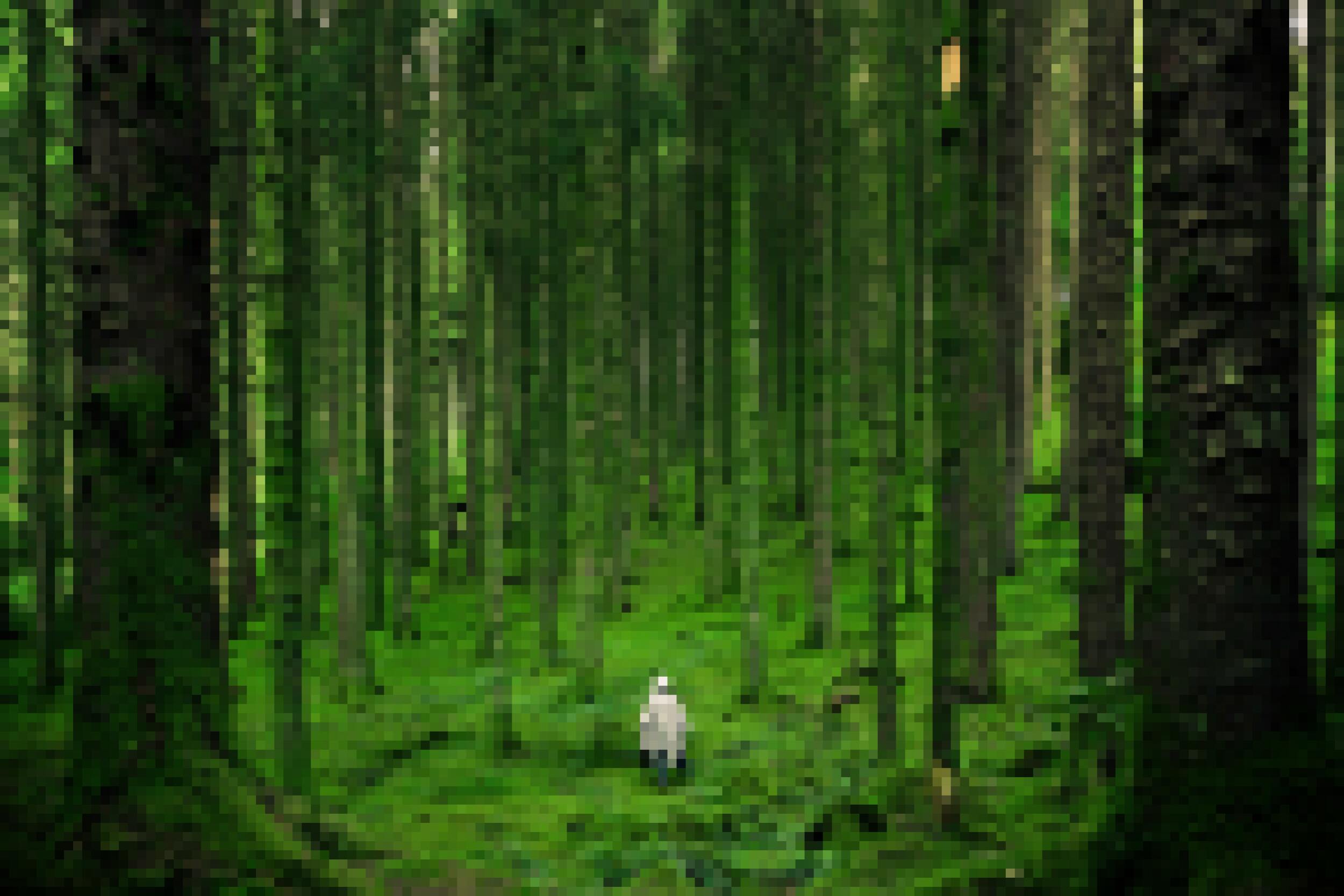 Forest Image